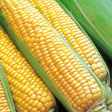 Maize / Corn