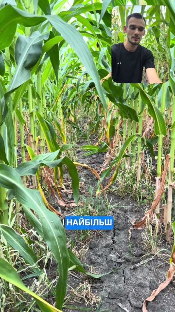 🌽 Страховий гербіцид Палдіс + прилипач Оіл-Дріфт у полі - який результат?