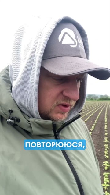 Понад місяць після внесення ґрунтової схеми- Сора-Нет+Айдахо на соняшнику. 😊