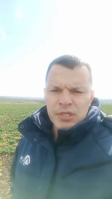 Ріпакові загрожує приховонохоботник. Як побороти -деталі у відео!