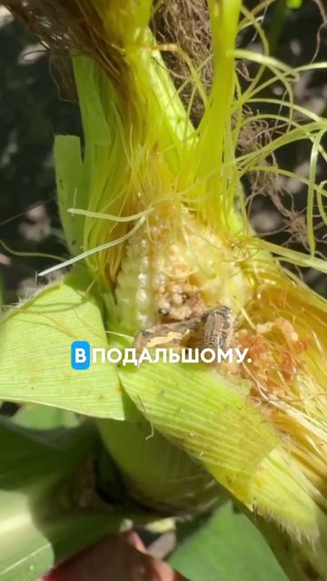 Бавовникова совка атакує посіви кукурудзи 🌽