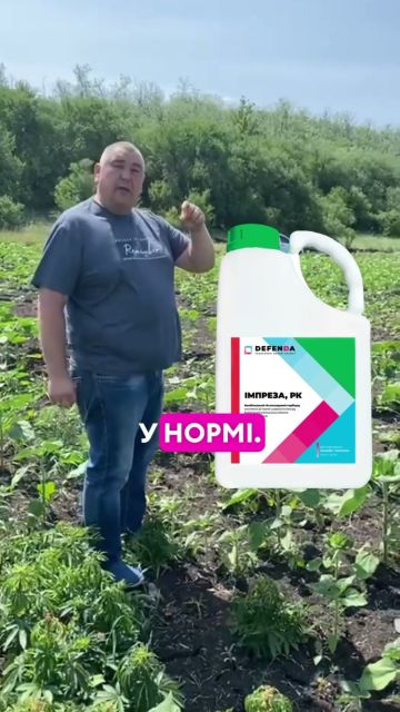Як спрацював препарат Імпреза на соняшнику?🌻 У відео всі деталі😉