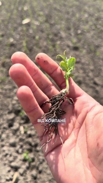 Який результат дає якісне протруєння гороху?