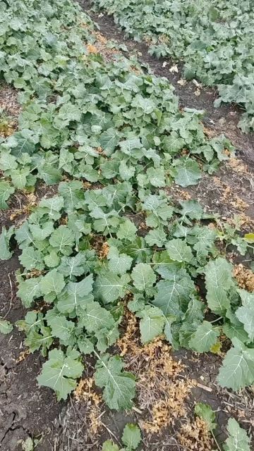 🌱Падалиця гороху в посівах озимого ріпаку не проблема, якщо використовувати гербіцид Піраміда 🔥