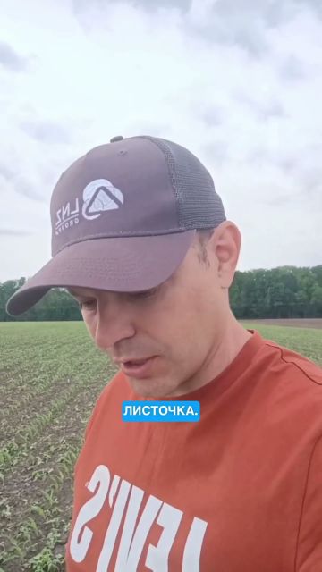 🌽 Як працює післясходовий гербіцид Примус у посівах кукурудзи?