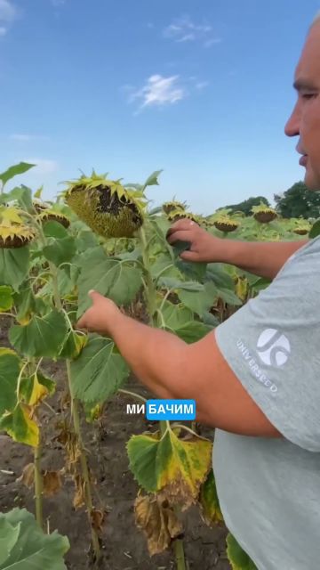 🌻 Як захистити соняшник, щоб перед збиранням не було проявів хвороб❓