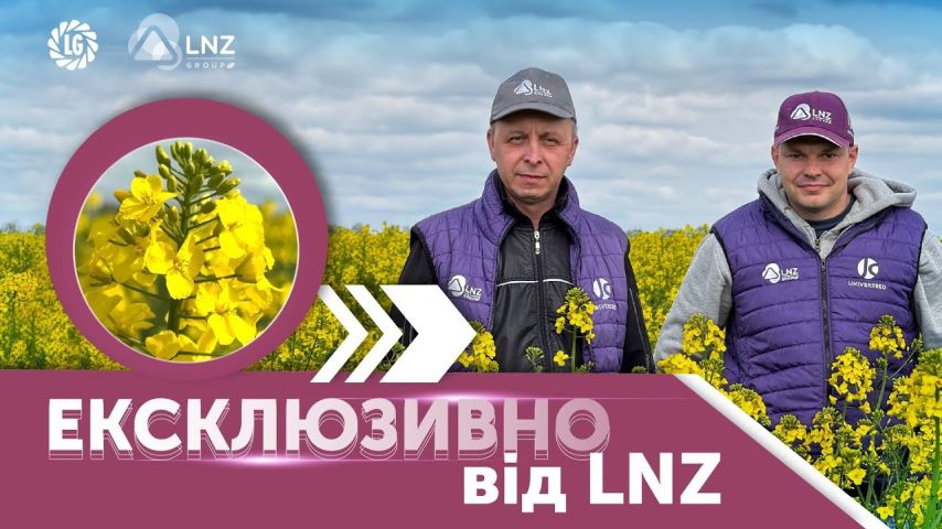 Як захистити посіви від ріпакового квіткоїда | Ексклюзивно від LNZ