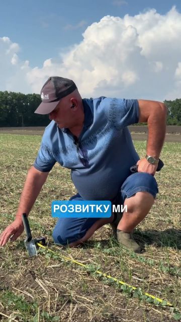 Разом із сходами ріпаку отримали й падалицю пшениці? Сергій Іванюк розповідає, як її позбутися