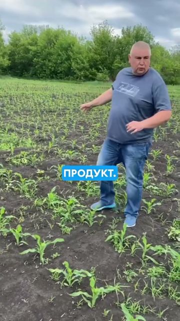 Злісні бур’яни у посівах 🌽подолано! І це результат топової на ринку ґрунтової схеми Муссон+Сумаро👌
