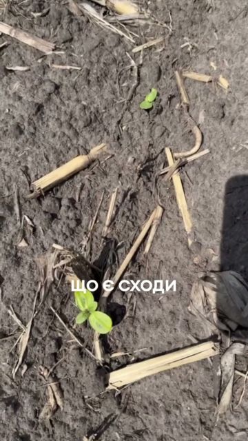 🌻 Посіви соняшнику у відмінному стані — і це не випадковість! Результати у відео 😎