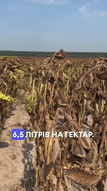 Десикація на полі done ✅ Результати роботи препаратів Диквалан Макс та Пайот у відео 😎