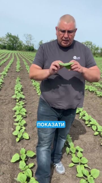 🌻 Чи потрібні ґрунтові гербіциди на соняшнику? Без сумнівів так!Деталі у відео!