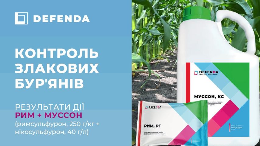 Дія бакової суміші гербіцидів Рим та Муссон бренду Дефенда проти падалиці зернових на кукурудзі
