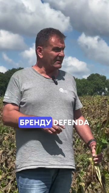 Церкоспороз на цукровому буряку. Час для фунгіцидного обробітку!